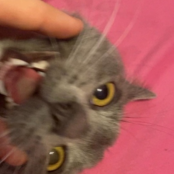 Meet your Posher, Celeste - Picture 1 of 1